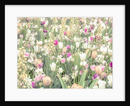 Colorful Tulip flowers by Assaf Frank